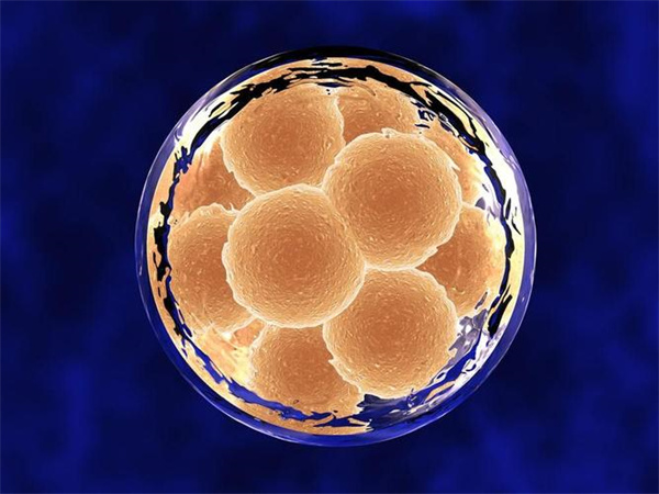 胚胎移植的全过程解密，胚胎放入子宫腔仅5-10分钟左右